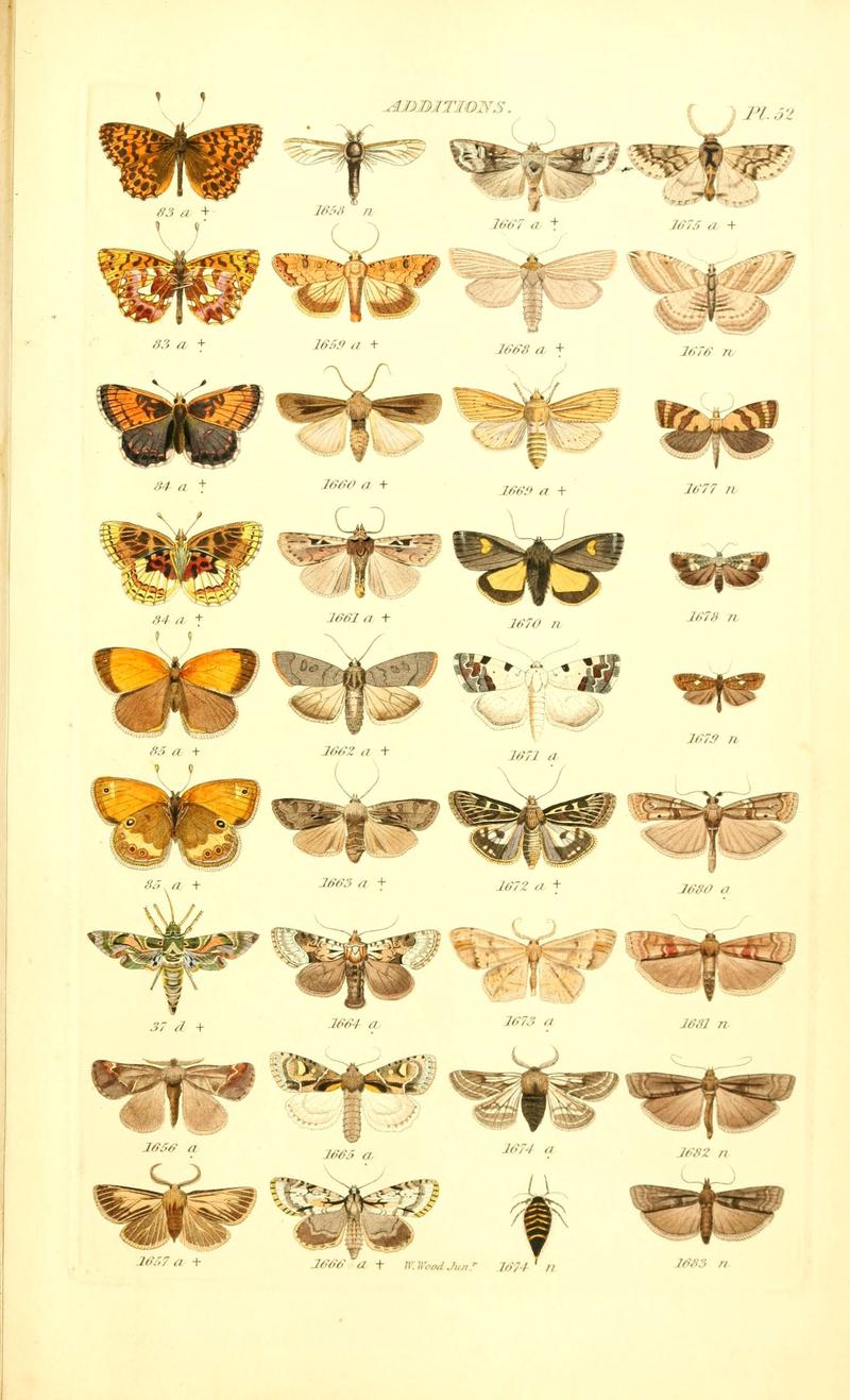 Index entomologicus, or, A complete illustrated catalogue, consisting of 1944 figures, of the lepidopterous insects of Great Britain (Pl. 52) (6056147096)
