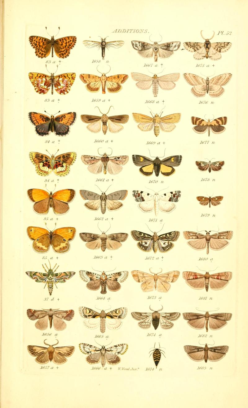 Index entomologicus, or, A complete illustrated catalogue, consisting of 1944 figures, of the lepidopterous insects of Great Britain (Pl. 52) BHL12773521