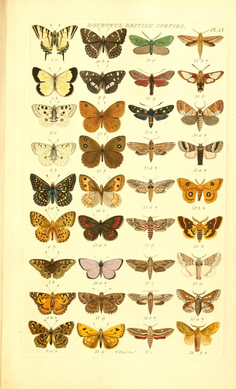 Index entomologicus, or, A complete illustrated catalogue, consisting of 1944 figures, of the lepidopterous insects of Great Britain (Pl. 53) BHL12773535