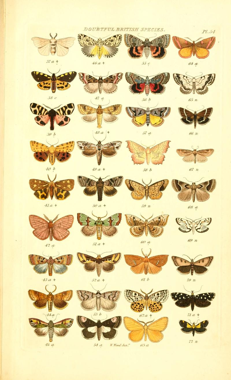 Index entomologicus, or, A complete illustrated catalogue, consisting of 1944 figures, of the lepidopterous insects of Great Britain (Pl. 54) (6056147696)