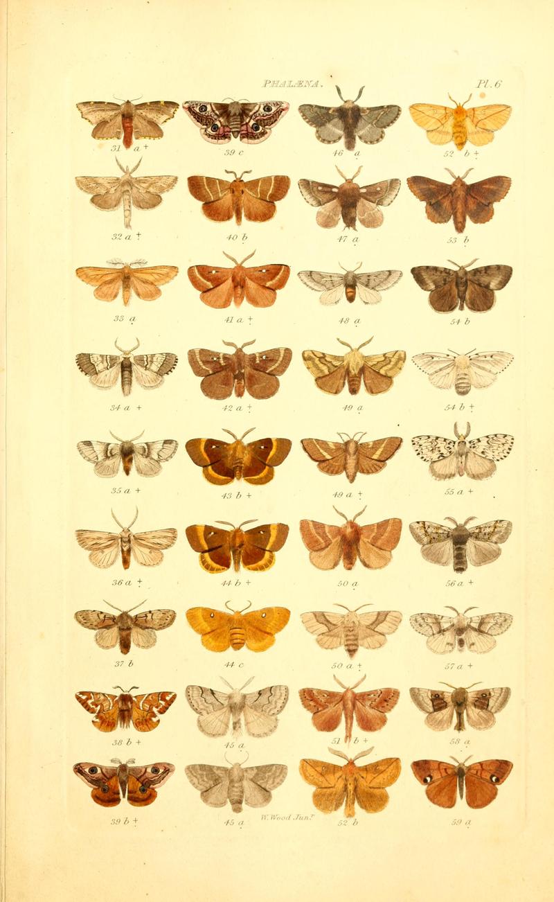 Index entomologicus, or, A complete illustrated catalogue, consisting of 1944 figures, of the lepidopterous insects of Great Britain (Pl. 6) BHL12773215