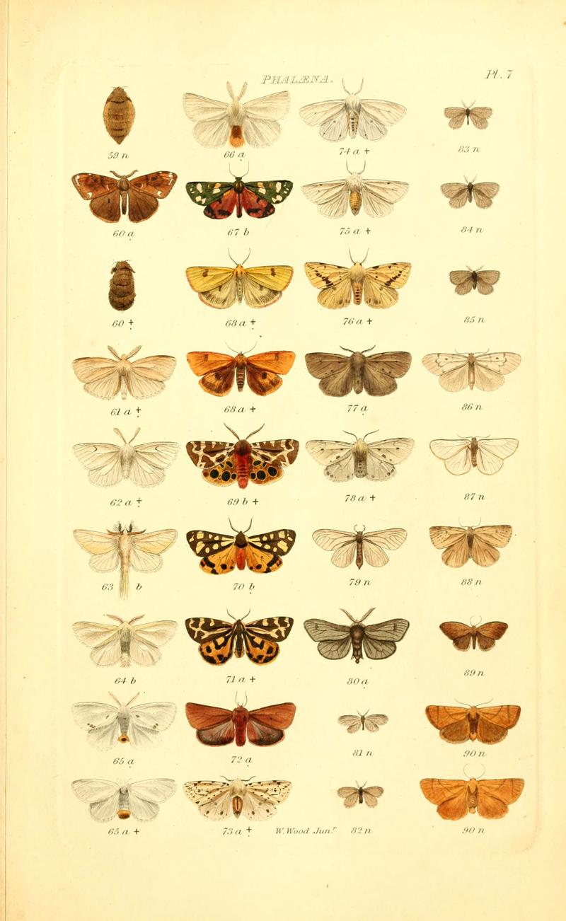 Index entomologicus, or, A complete illustrated catalogue, consisting of 1944 figures, of the lepidopterous insects of Great Britain (Pl. 7) (6055588915)