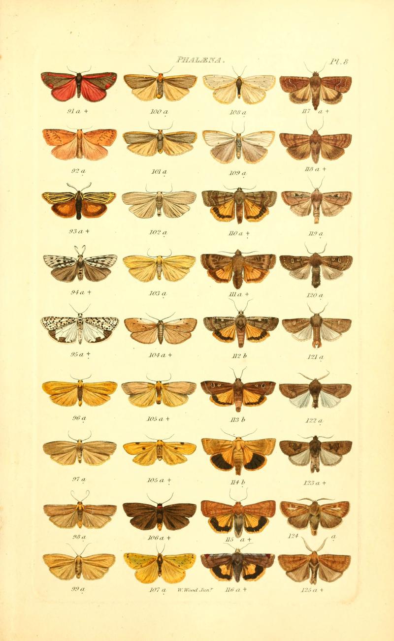 Index entomologicus, or, A complete illustrated catalogue, consisting of 1944 figures, of the lepidopterous insects of Great Britain (Pl. 8) (6056135546)
