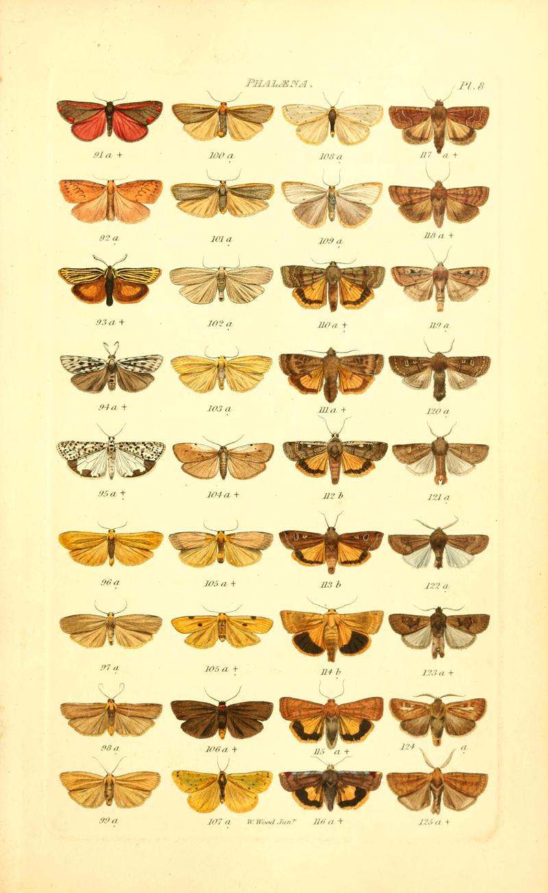 Index entomologicus, or, A complete illustrated catalogue, consisting of 1944 figures, of the lepidopterous insects of Great Britain (Pl. 8) BHL12773229
