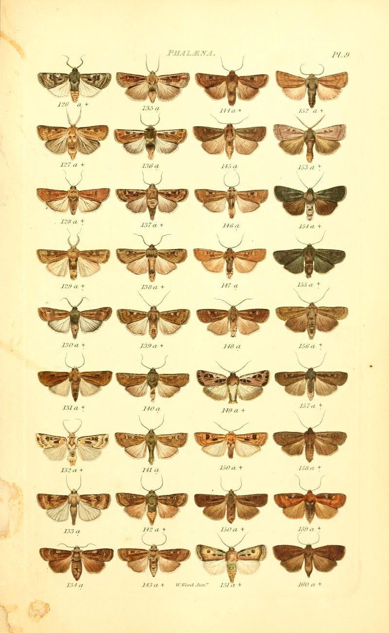 Index entomologicus, or, A complete illustrated catalogue, consisting of 1944 figures, of the lepidopterous insects of Great Britain (Pl. 9) (6055589399)