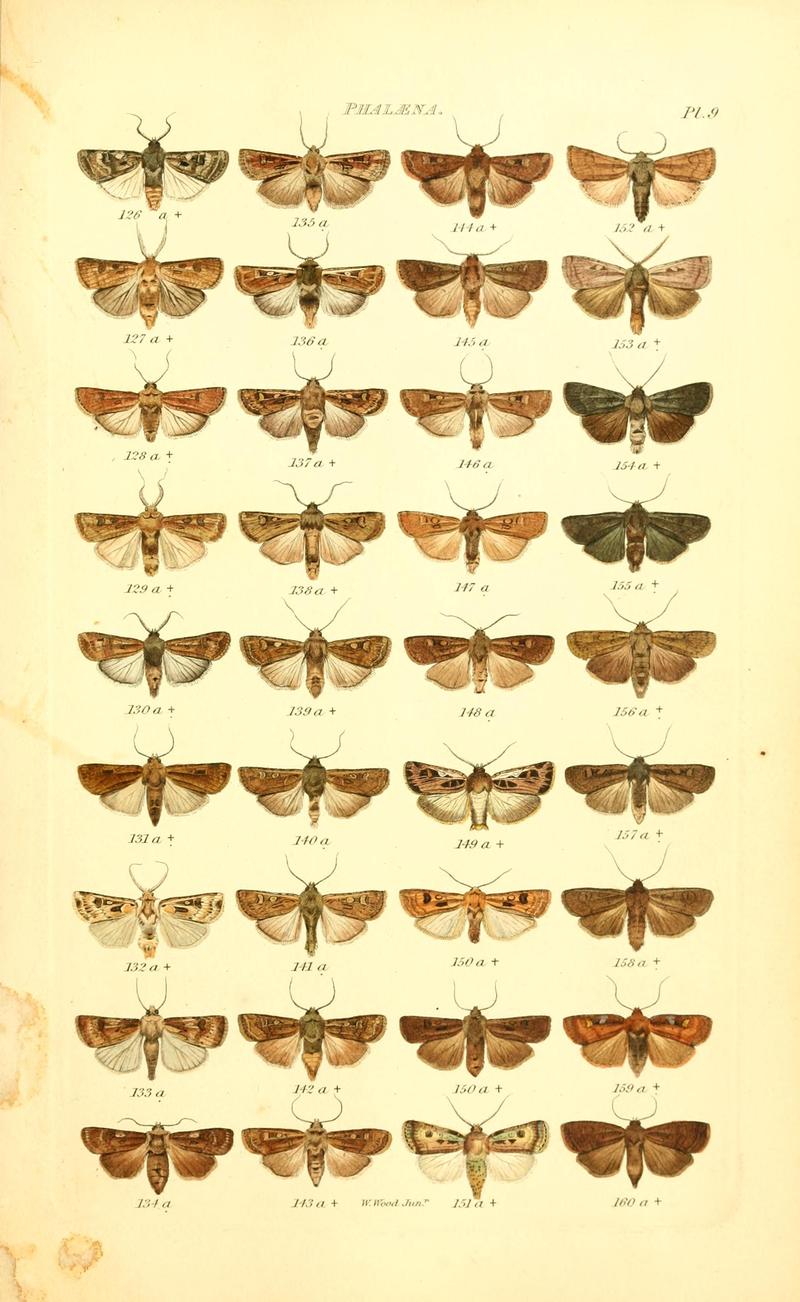 Index entomologicus, or, A complete illustrated catalogue, consisting of 1944 figures, of the lepidopterous insects of Great Britain (Pl. 9) BHL12773231