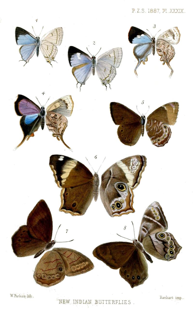 IndianButterflies1Purkiss1887