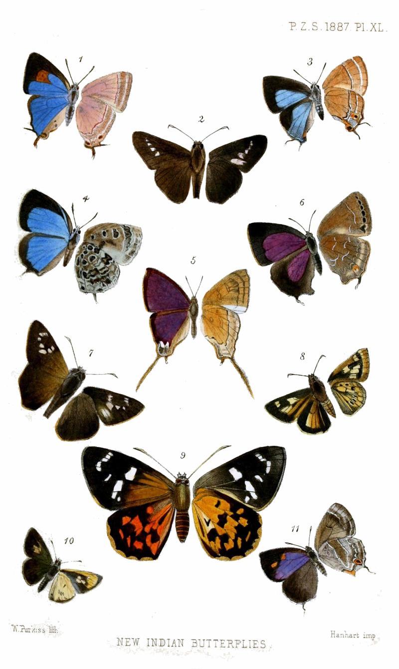 IndianButterflies2Purkiss1887