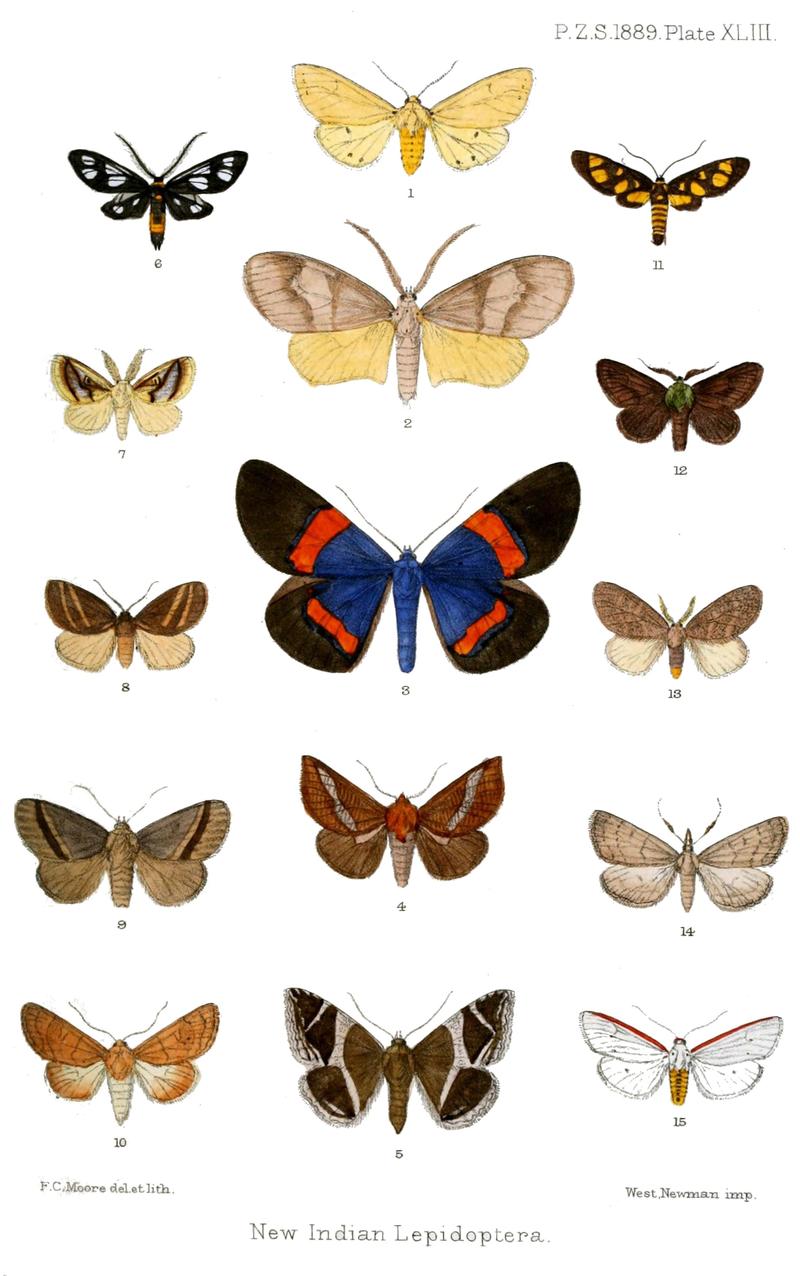 Moths from South Asia imagines from dorsal