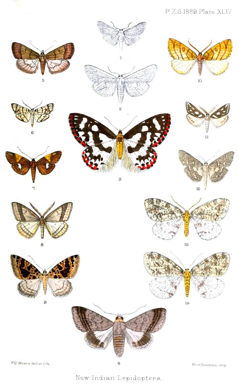 Moths from South Asia imagines from dorsal