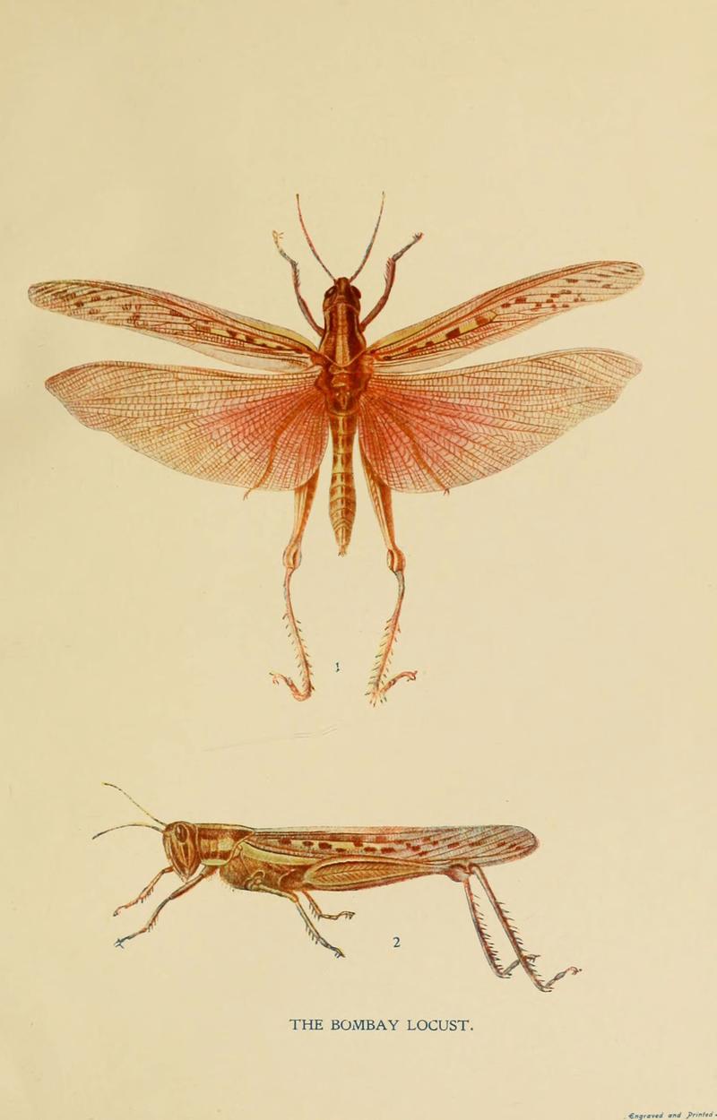 Indian insect life (Plate III) (6280032446)