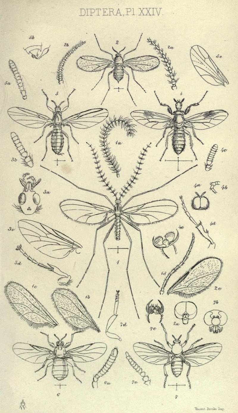 InsectaBritannicaDipteraXXIV
