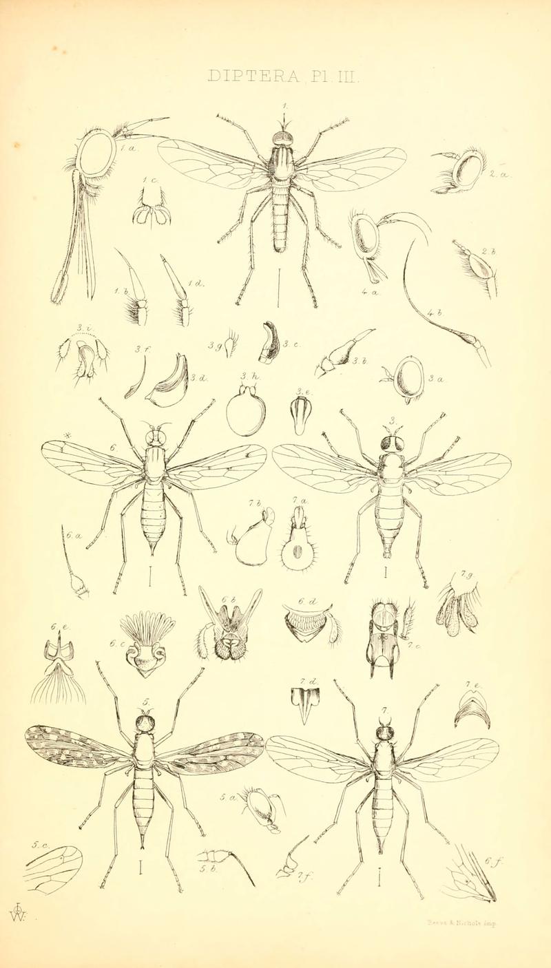 Insecta Britanica - Diptera - by Francis Walker (6305905057)