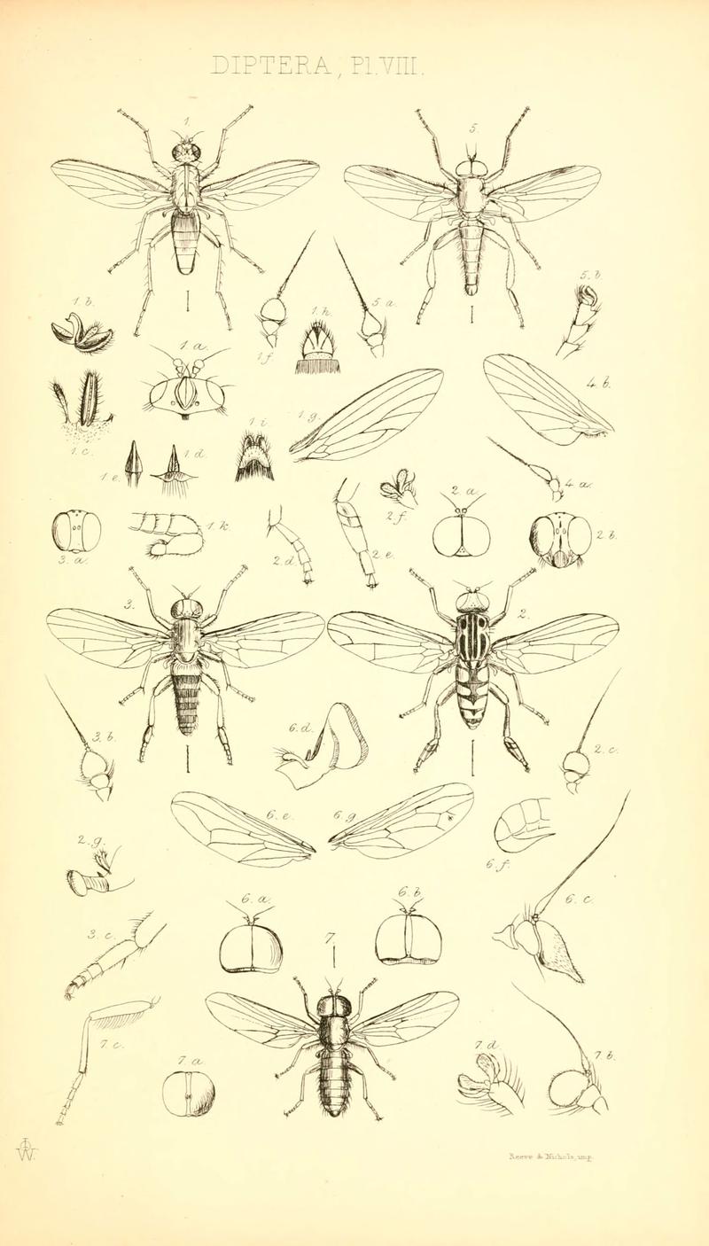 Insecta Britanica - Diptera - by Francis Walker (6306429690)