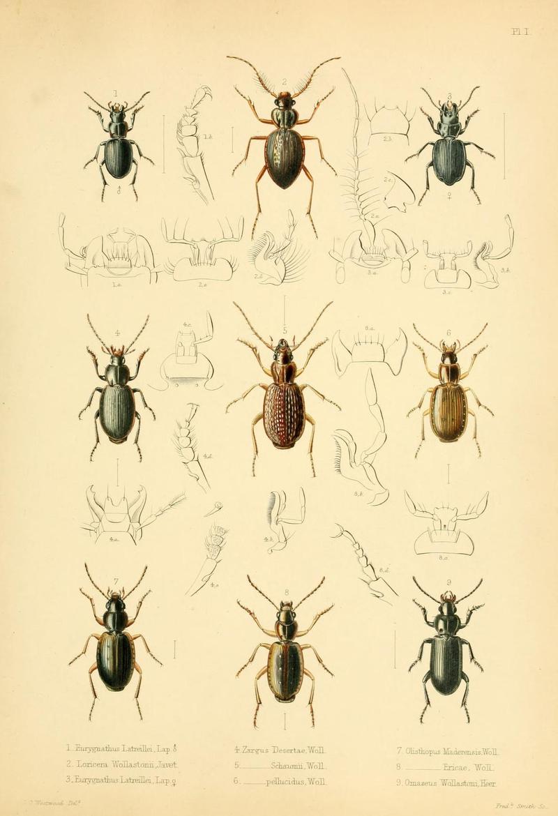 Insecta maderensia (Pl. I) (8385882823)