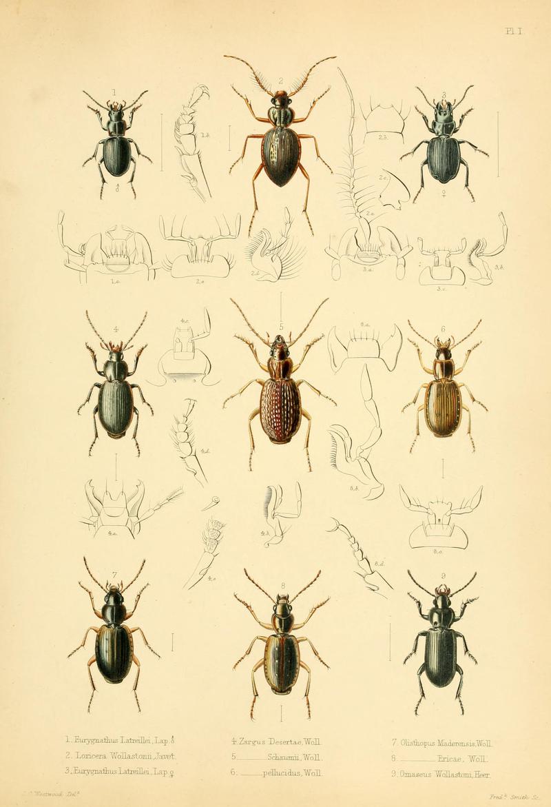 Insecta maderensia (Pl. I) BHL9614542