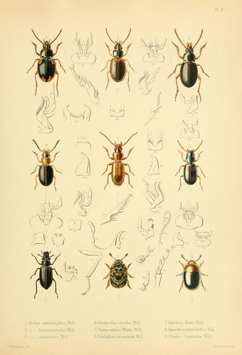 Insecta maderensia (Pl. II) BHL9614544