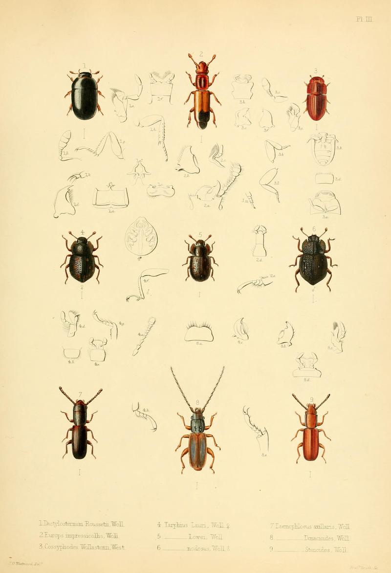 Insecta maderensia (Pl. III) BHL9614546