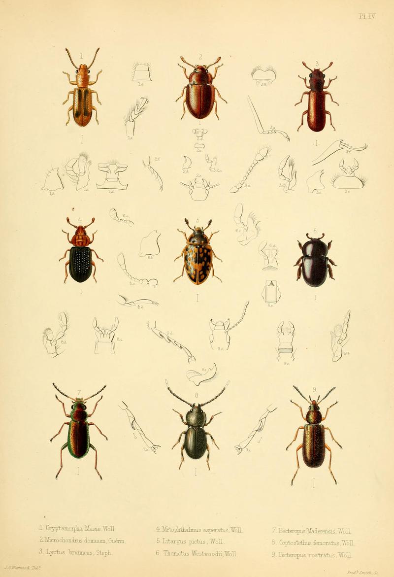 Insecta maderensia (Pl. IV) BHL9614548