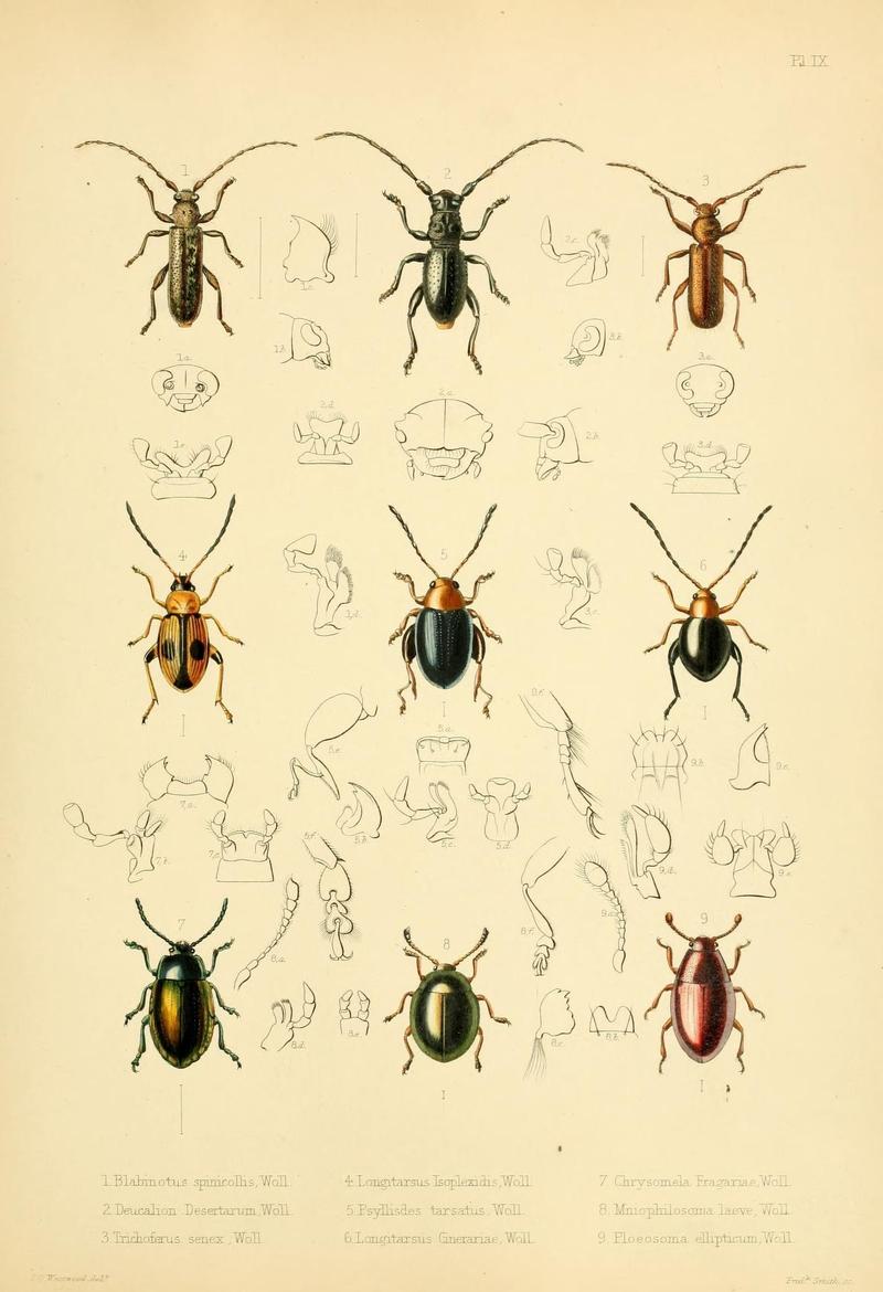 Insecta maderensia (Pl. IX) (8386971984)