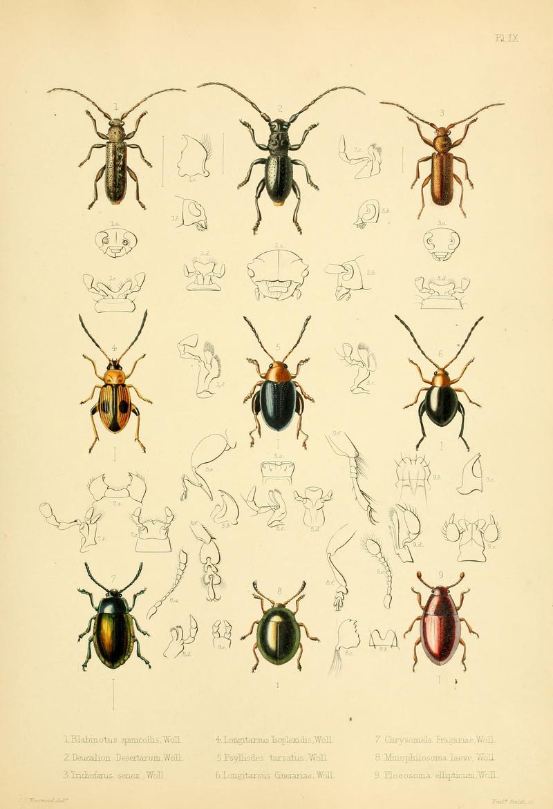 Insecta maderensia (Pl. IX) BHL9614558