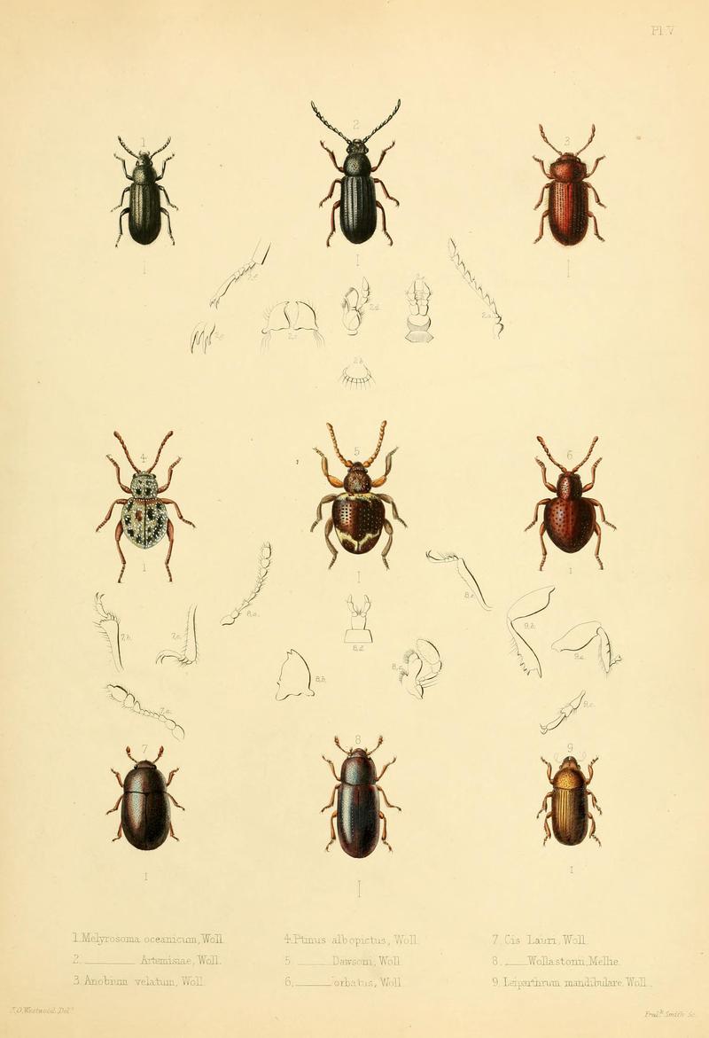 Insecta maderensia (Pl. V) BHL9614550