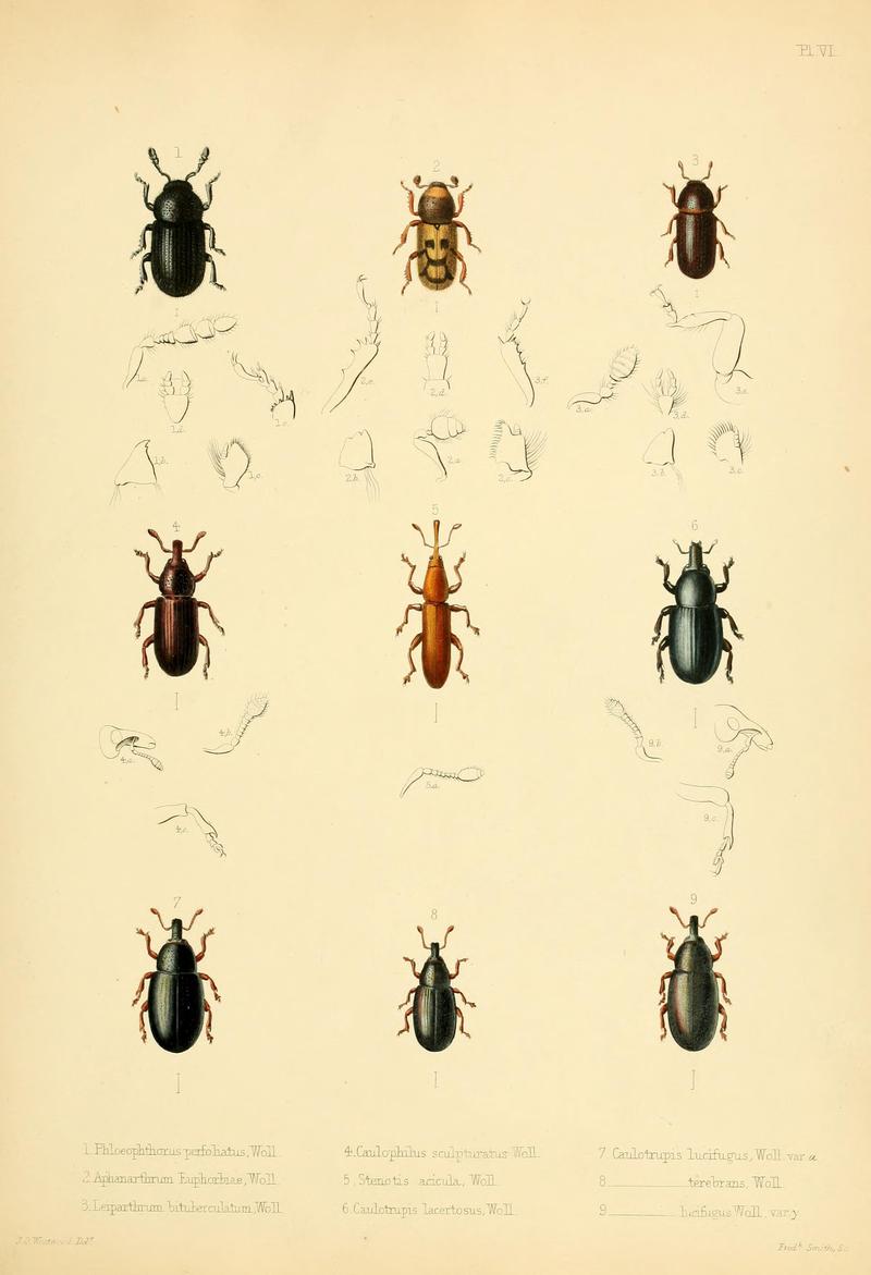 Insecta maderensia (Pl. VI) BHL9614552