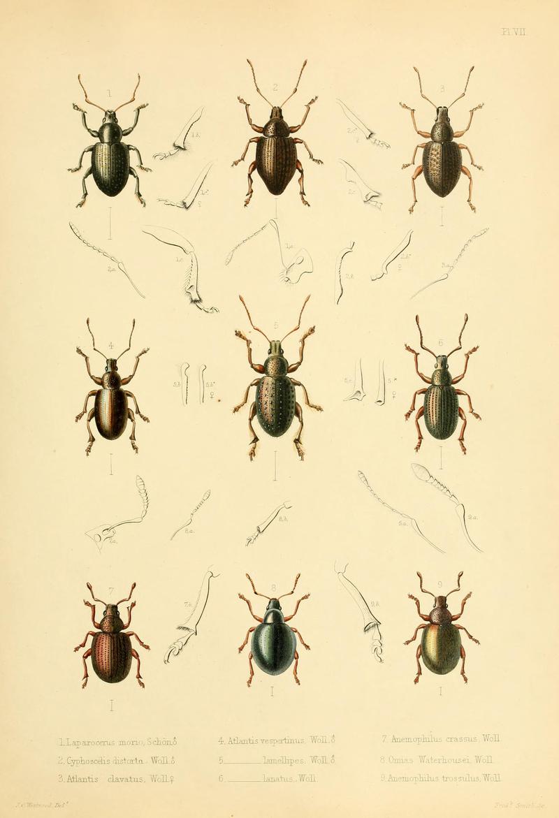 Insecta maderensia (Pl. VII) BHL9614554