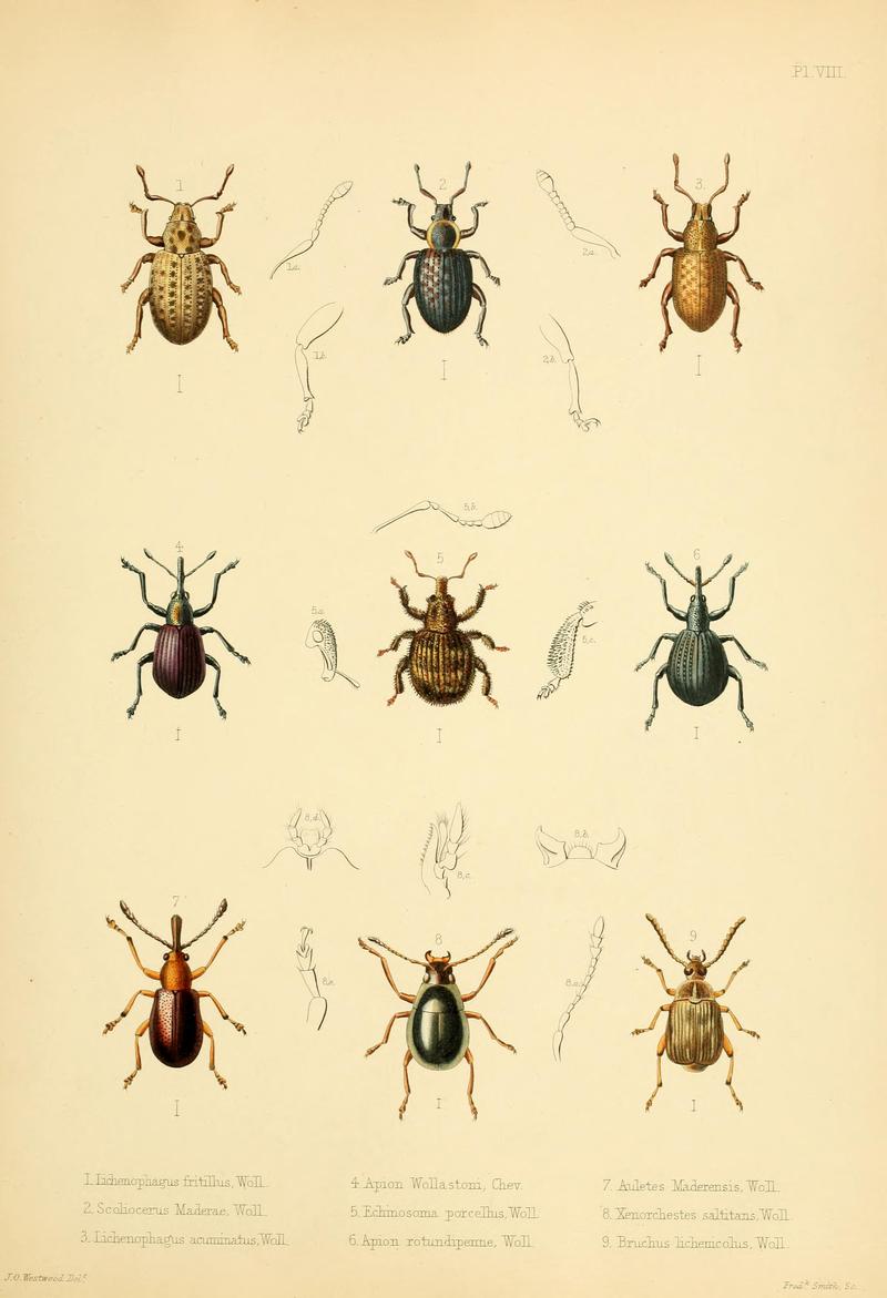 Insecta maderensia (Pl. VIII) BHL9614556