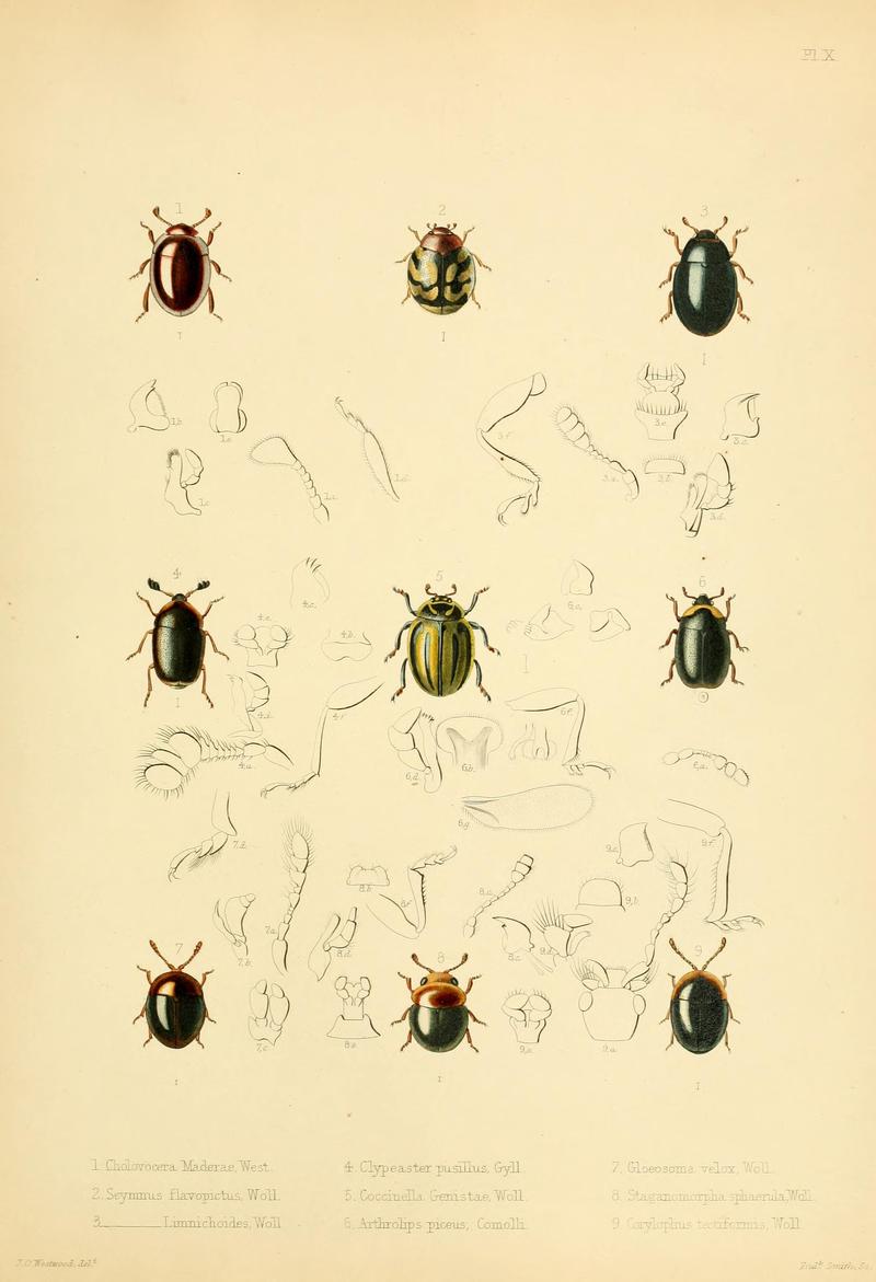 Insecta maderensia (Pl. X) BHL9614560