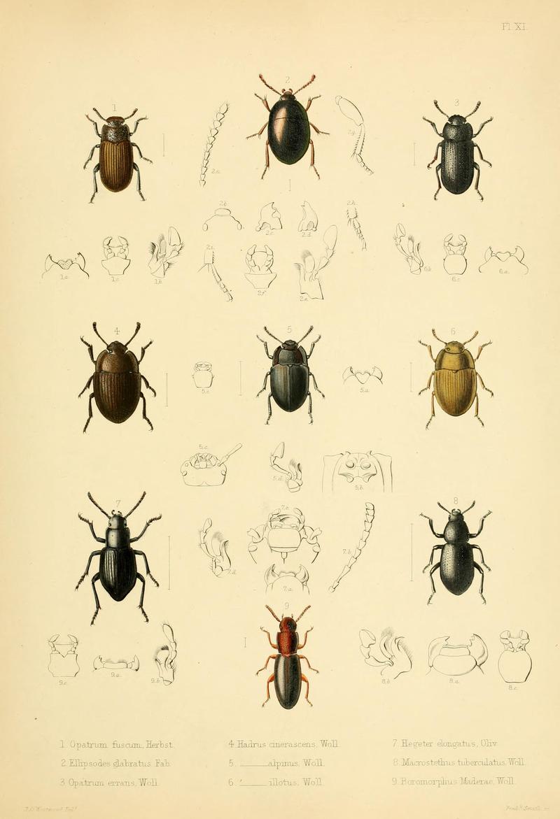 Insecta maderensia (Pl. XI) BHL9614562