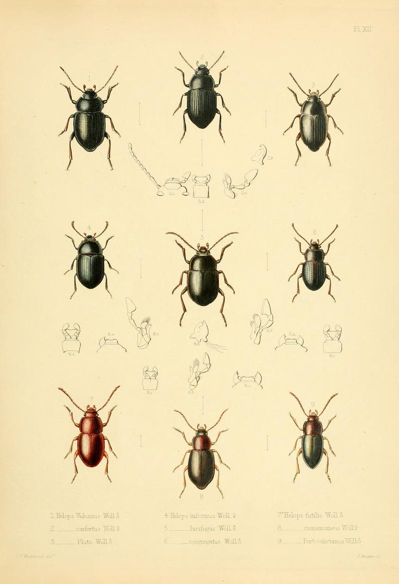 Insecta maderensia (Pl. XII) BHL9614564