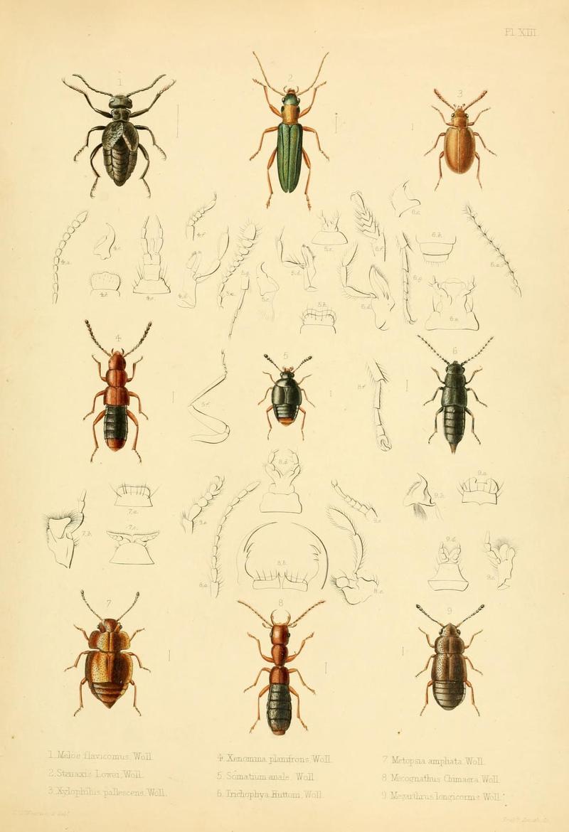 Insecta maderensia (Pl. XIII) (8386973126)