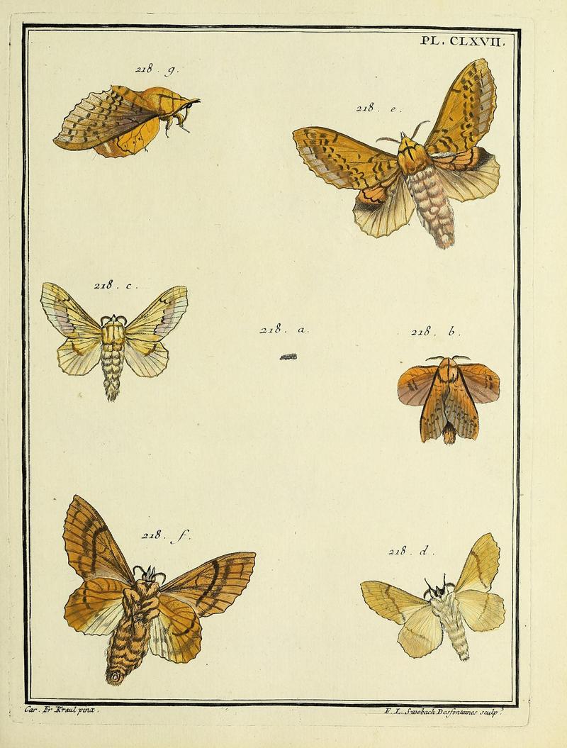 Insectes d'Europe, peints d'après nature Atlas 2 Plate CLXVII