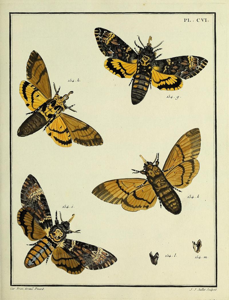 Insectes d'Europe, peints d'après nature Atlas 2 Plate CVI