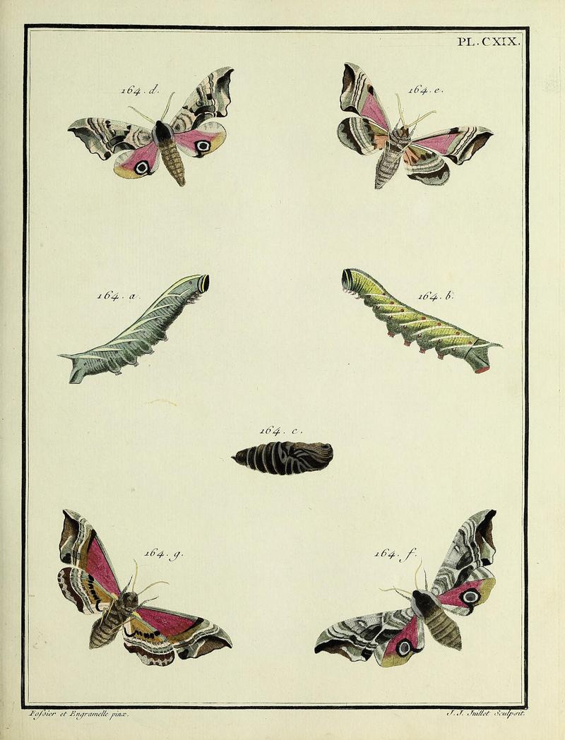 Insectes d'Europe, peints d'après nature Atlas 2 Plate CXIX