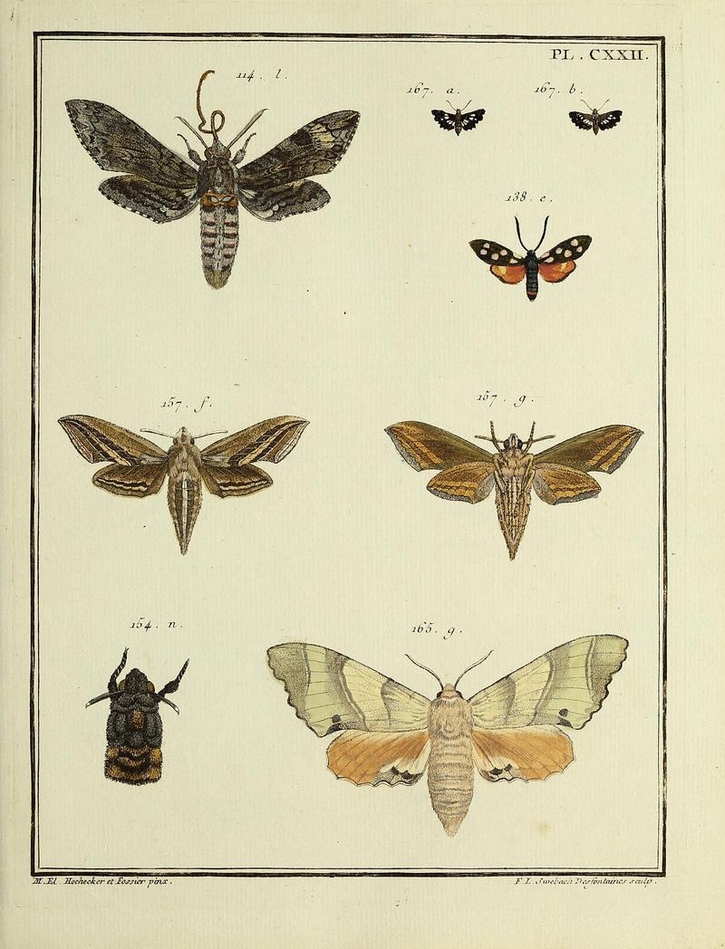 Insectes d'Europe, peints d'après nature Atlas 2 Plate CXXII