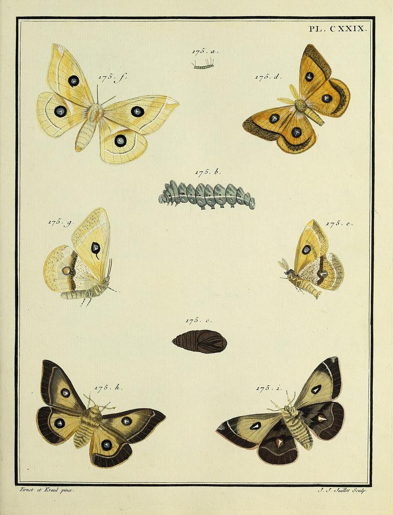 Insectes d'Europe, peints d'après nature Atlas 2 Plate CXXIX