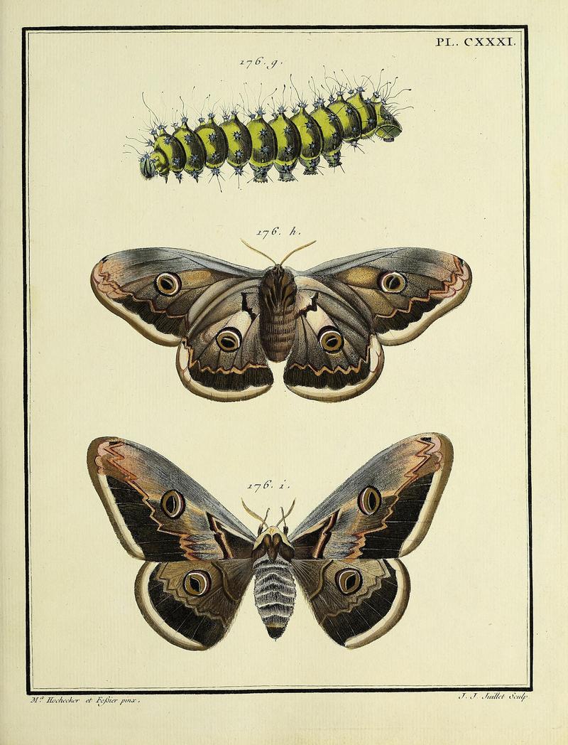 Insectes d'Europe, peints d'après nature Atlas 2 Plate CXXXI