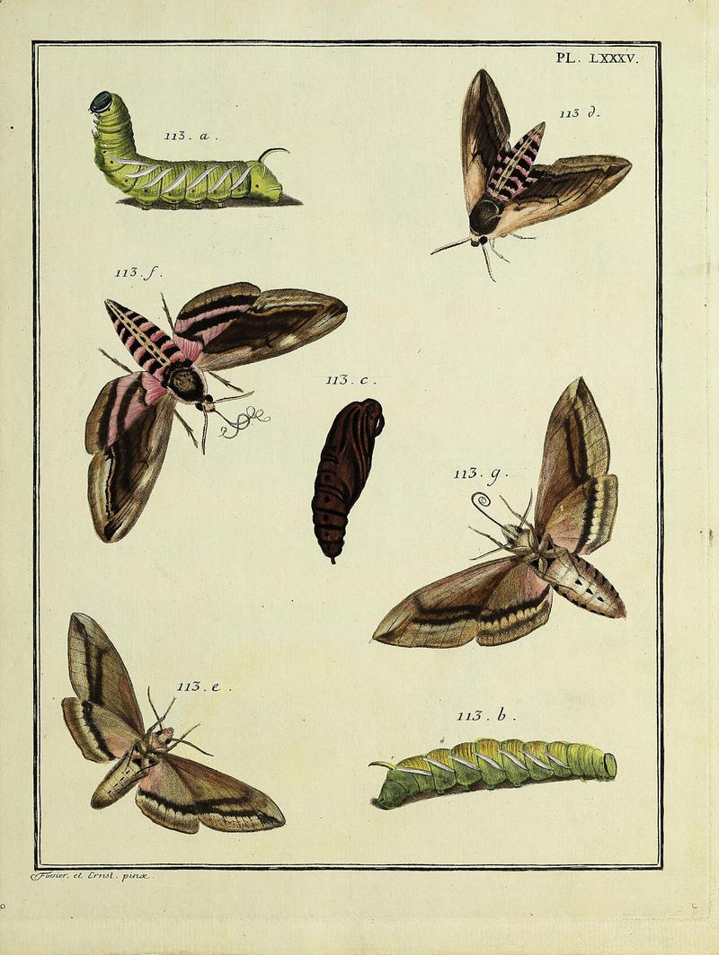 Insectes d'Europe, peints d'après nature Atlas 2 Plate LXXXV