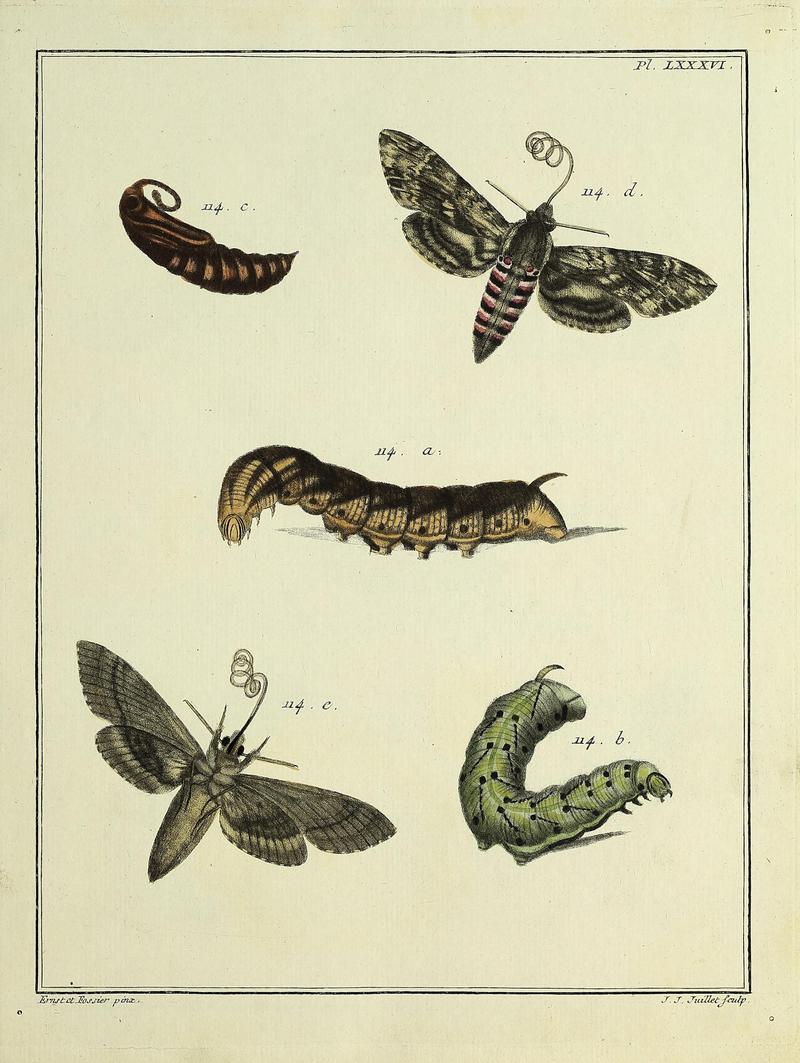 Insectes d'Europe, peints d'après nature Atlas 2 Plate LXXXVI