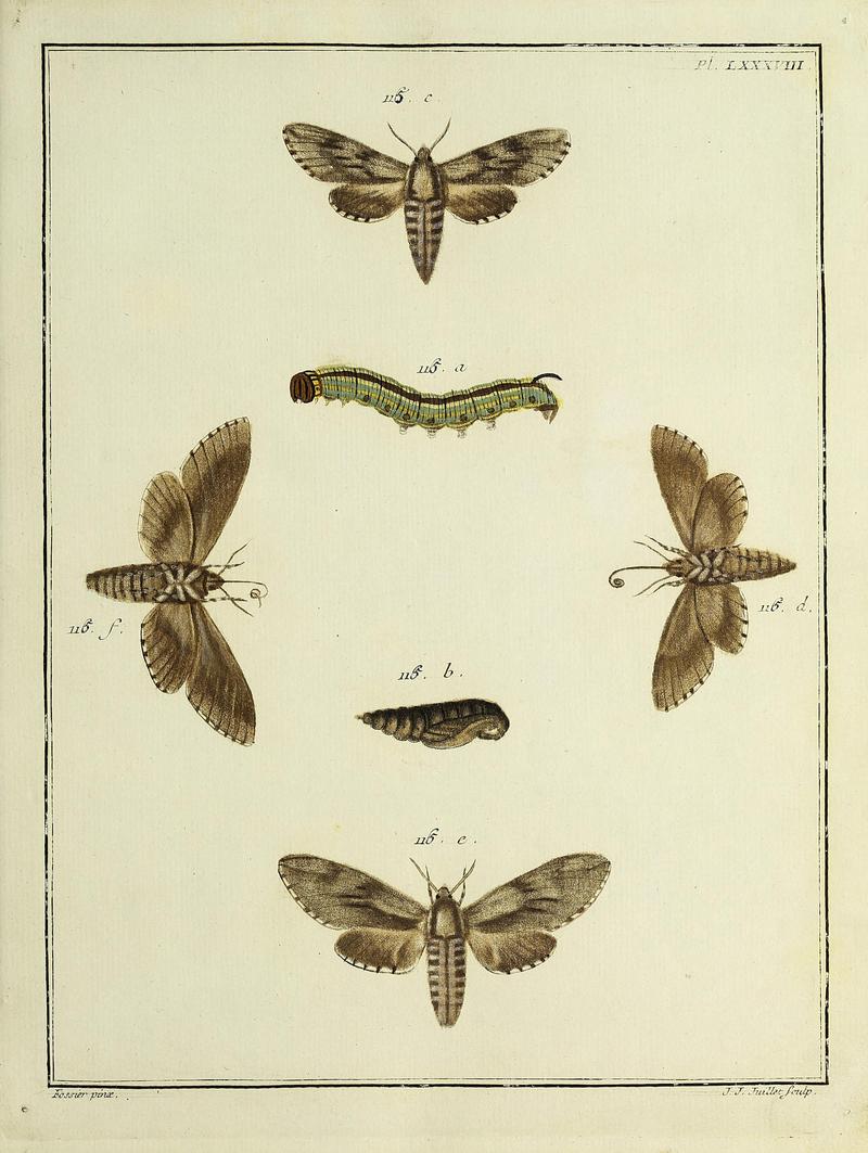 Insectes d'Europe, peints d'après nature Atlas 2 Plate LXXXVIII