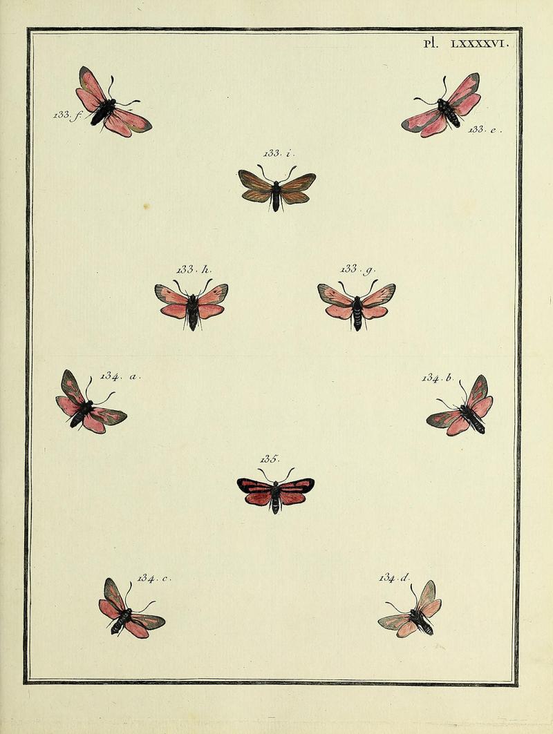 Insectes d'Europe, peints d'après nature Atlas 2 Plate LXXXXVI