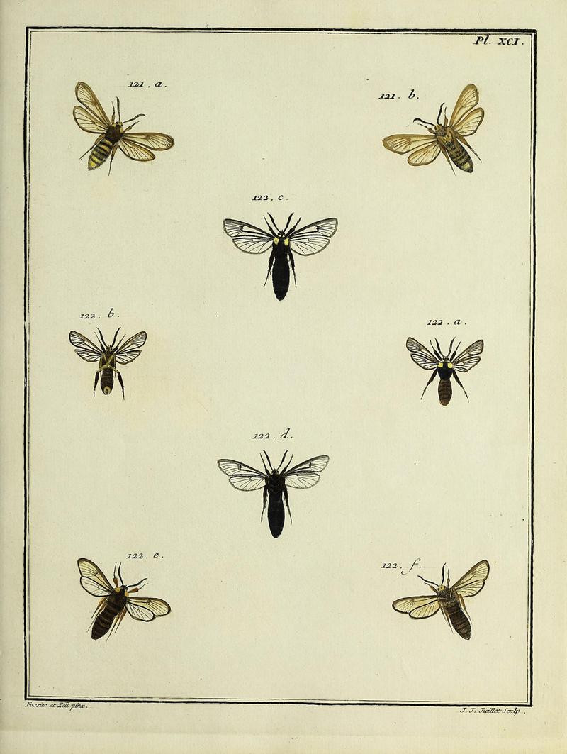 Insectes d'Europe, peints d'après nature Atlas 2 Plate XCI