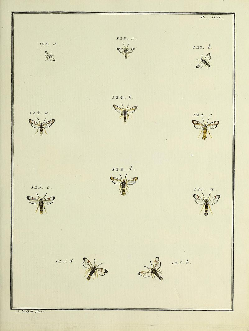 Insectes d'Europe, peints d'après nature Atlas 2 Plate XCII