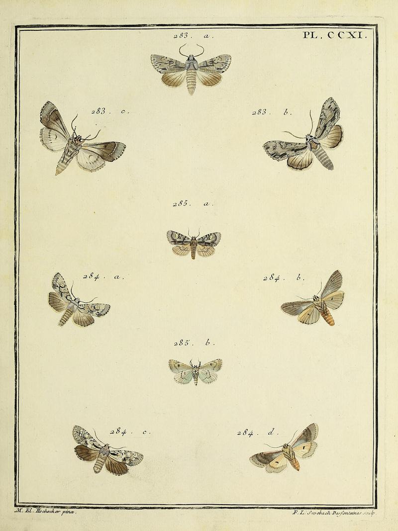 Insectes d'Europe, peints d'après nature Atlas 3 Plate CCXI