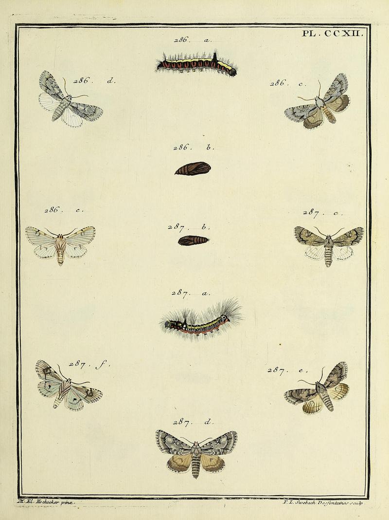 Insectes d'Europe, peints d'après nature Atlas 3 Plate CCXII