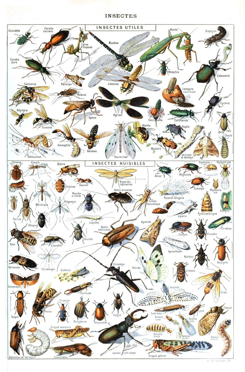 Insects Larousse