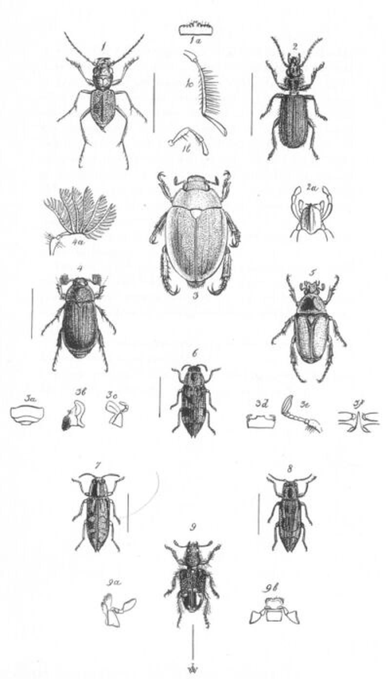 Insects Plate 1 (Discoveries in Australia)