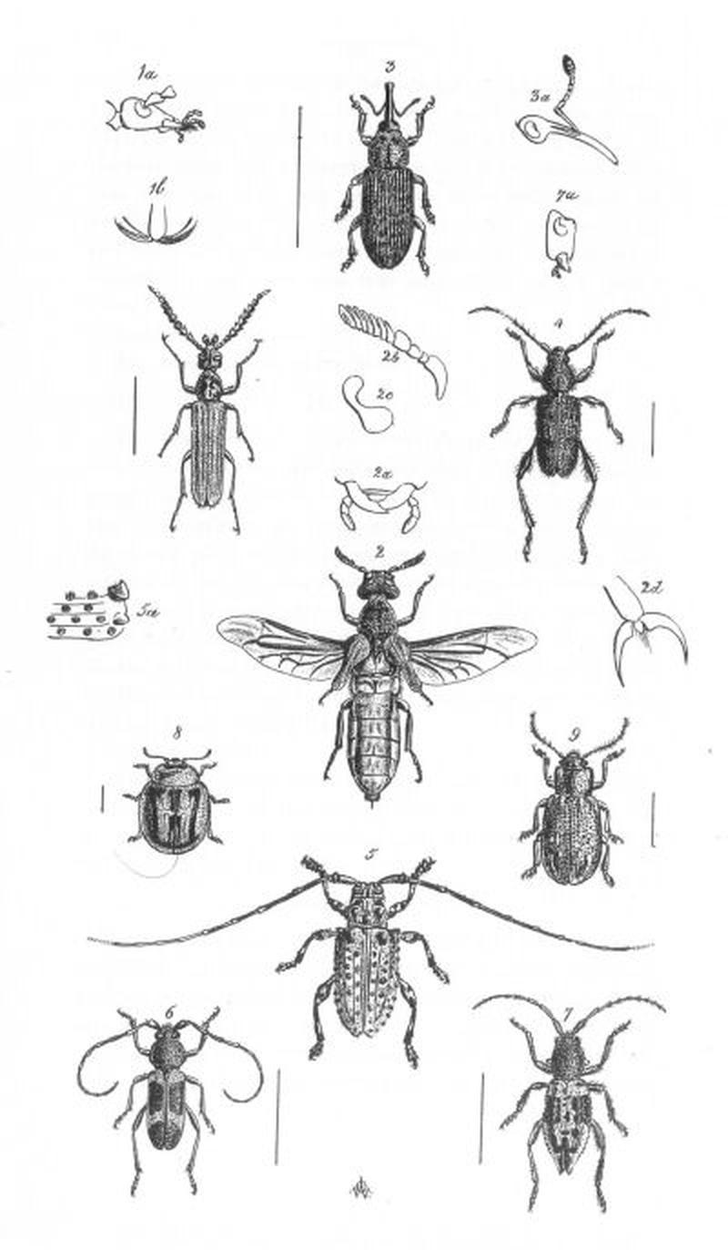 Insects Plate 2 (Discoveries in Australia)